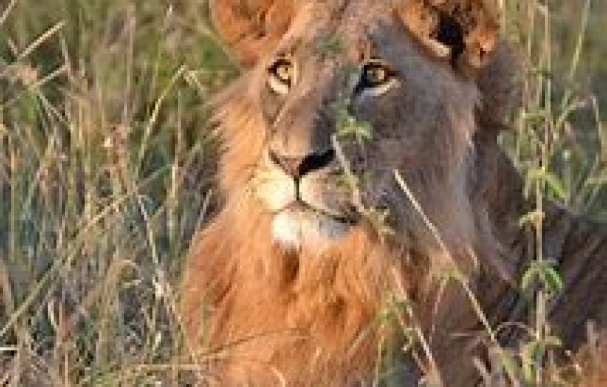 3 Days / 2 Nights Flying Safari to Tsavo East from Mombasa