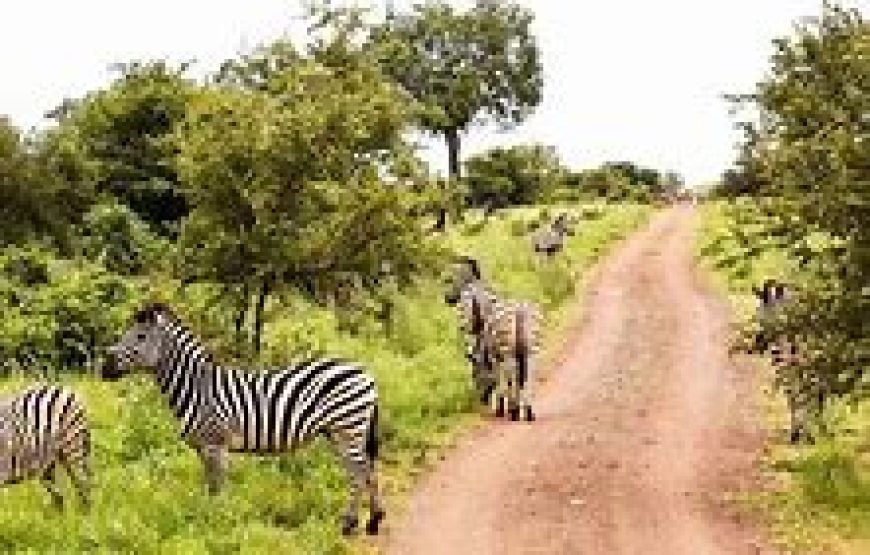 3 Days / 2 Nights Flying Safari to Tsavo West from Mombasa