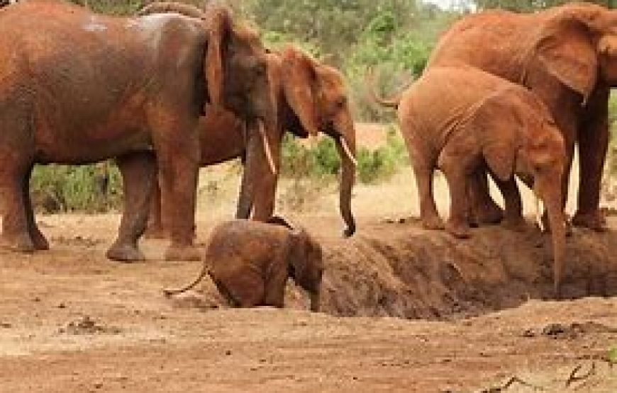 3 Days / 2 Nights Flying Safari to Tsavo West from Mombasa