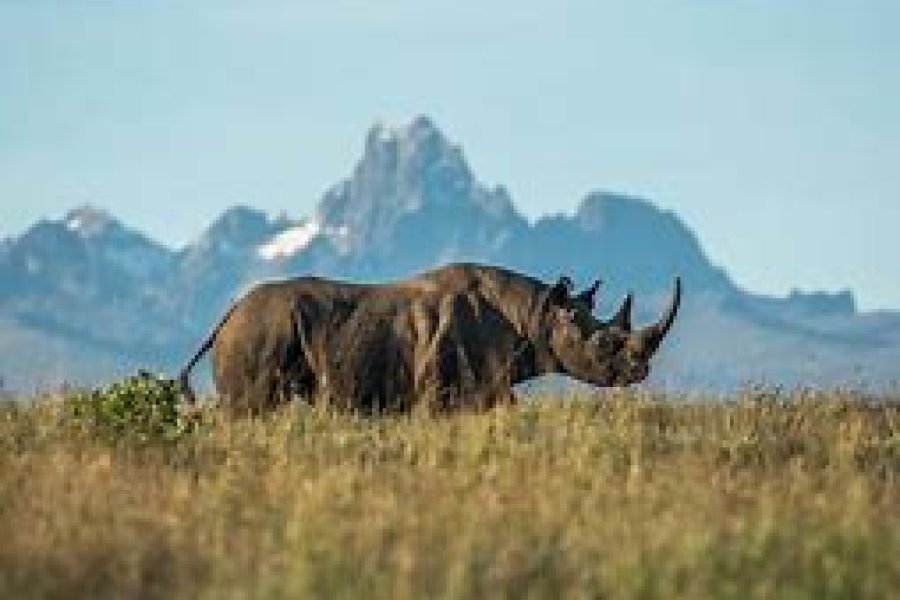 3 Days / 2 Nights Flying Safari to Tsavo West from Mombasa