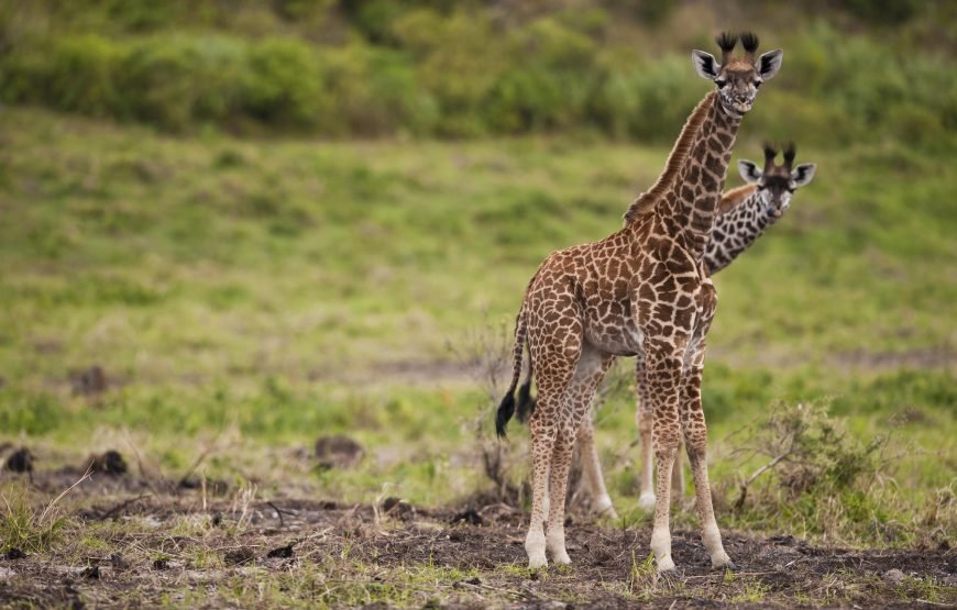 Arusha National Park Day Trip Safaris