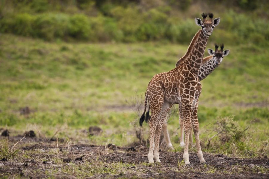 Arusha National Park Day Trip Safaris