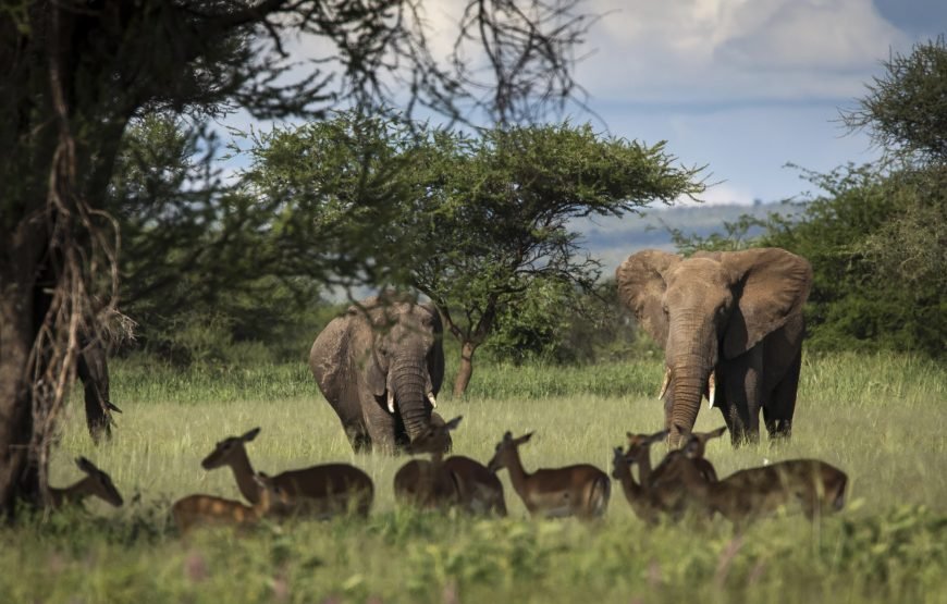 Tarangire National Park Day Trip