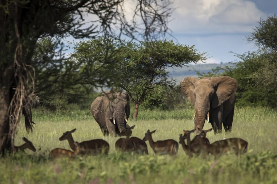 Tarangire National Park Day Trip