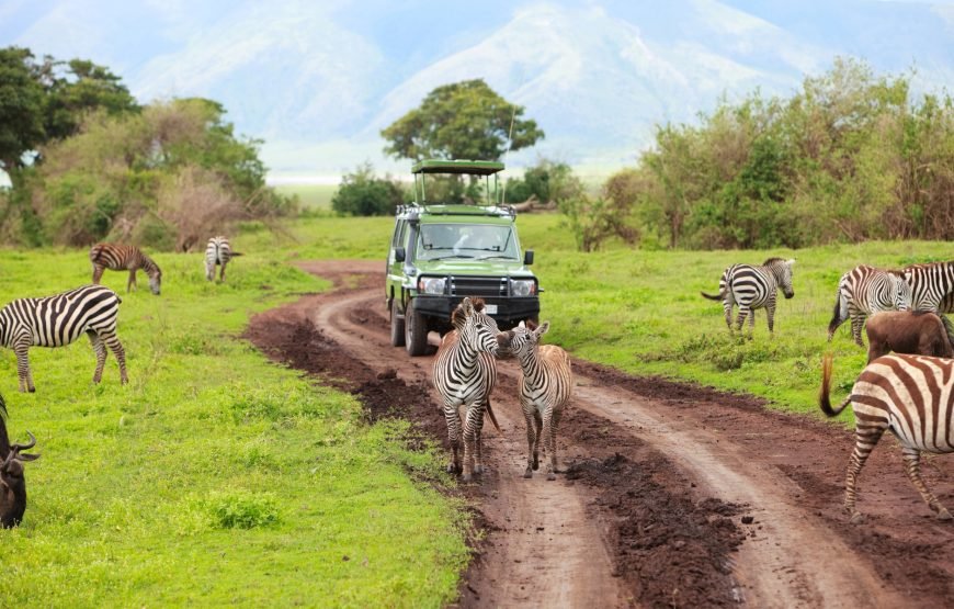 Ngorongoro Crater Day Tour: Explore Africa’s Eden in a Day Duration: Full Day | Start/End: Arusha (05:30–18:30)