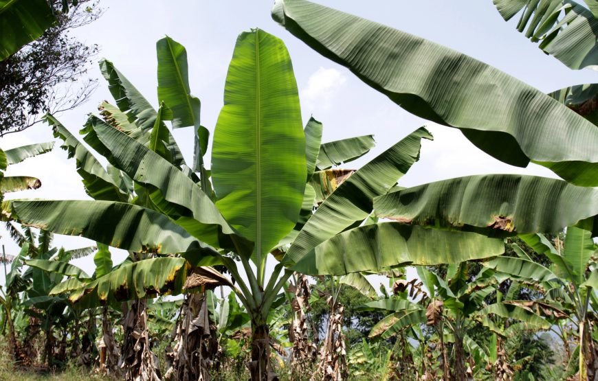 Arusha Coffee & Banana Plantation Eco-Tour: From Bean to Cup Experience Duration: Half Day | Start/End: Arusha (09:00–13:30)
