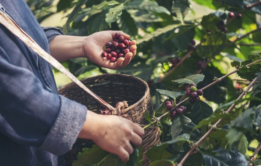 Arusha Coffee & Banana Plantation Eco-Tour: From Bean to Cup Experience Duration: Half Day | Start/End: Arusha (09:00–13:30)