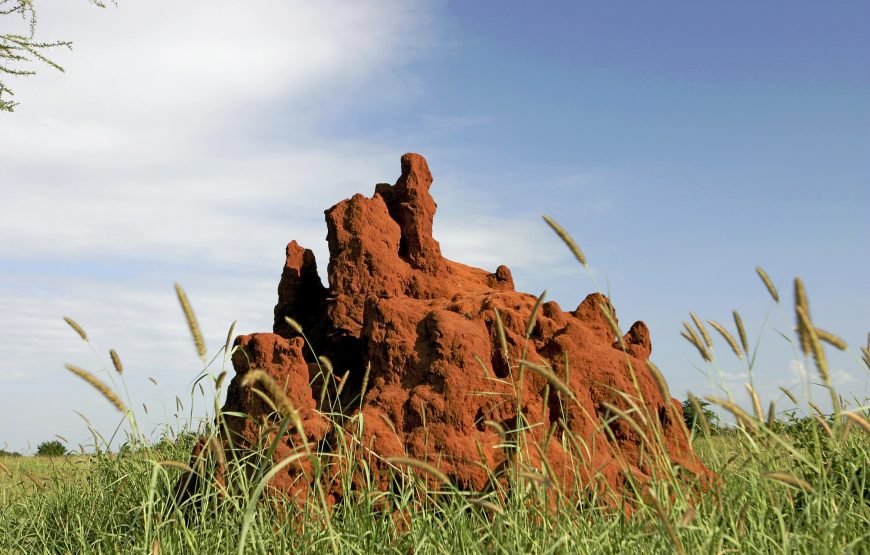 Tarangire National Park Day Trip