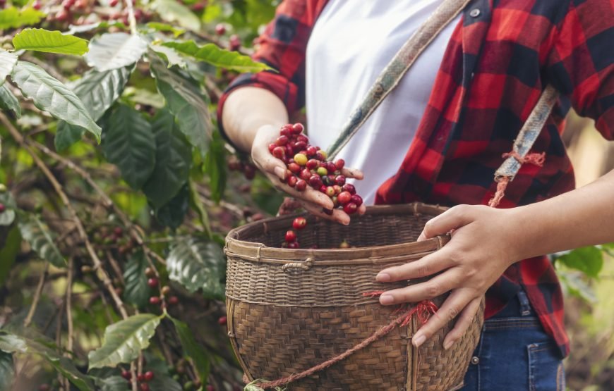 Arusha Coffee & Banana Plantation Eco-Tour: From Bean to Cup Experience Duration: Half Day | Start/End: Arusha (09:00–13:30)