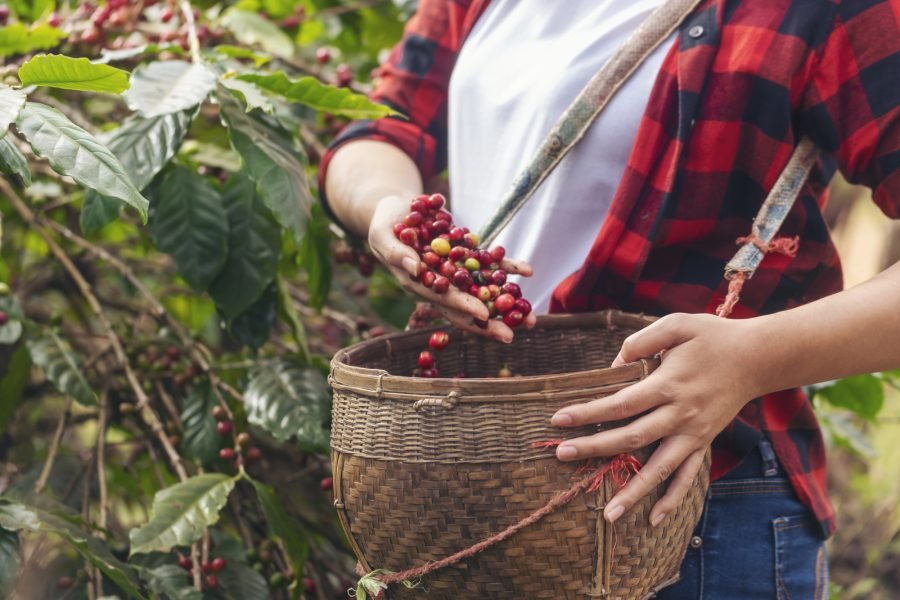 Arusha Coffee & Banana Plantation Eco-Tour: From Bean to Cup Experience Duration: Half Day | Start/End: Arusha (09:00–13:30)