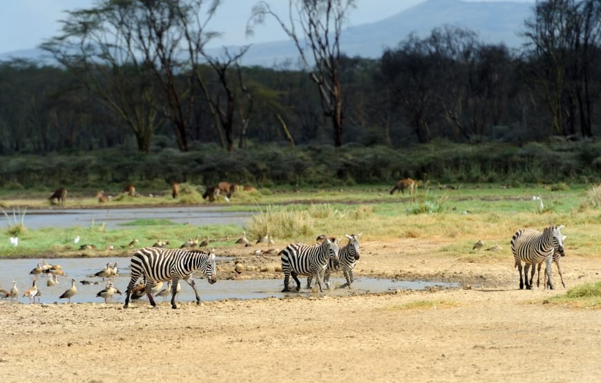 Arusha National Park Day Trip Safaris