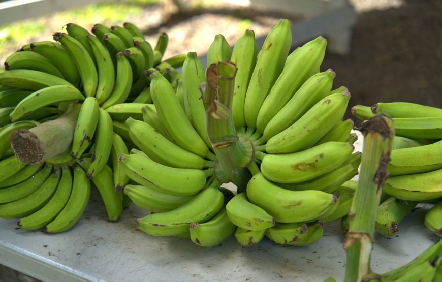 Arusha Coffee & Banana Plantation Eco-Tour: From Bean to Cup Experience Duration: Half Day | Start/End: Arusha (09:00–13:30)