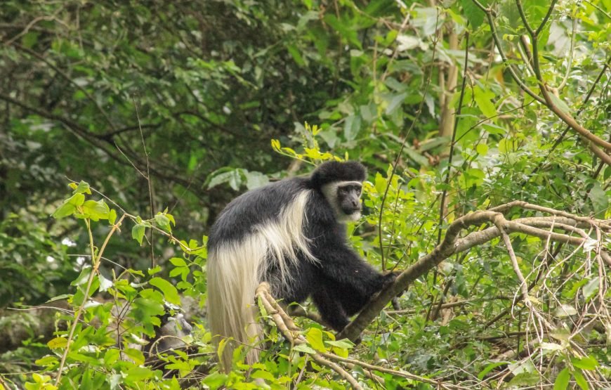 Arusha National Park Day Trip Safaris