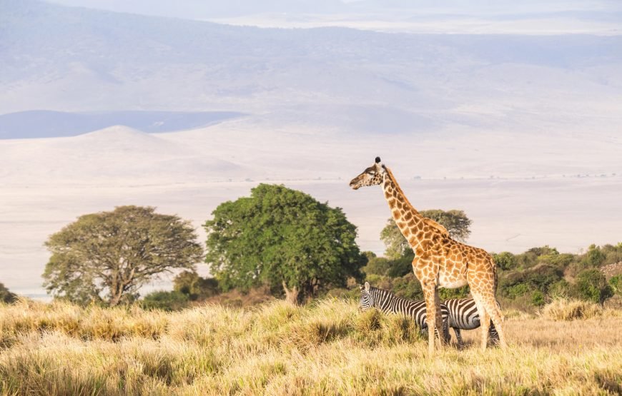 Ngorongoro Crater Day Tour: Explore Africa’s Eden in a Day Duration: Full Day | Start/End: Arusha (05:30–18:30)