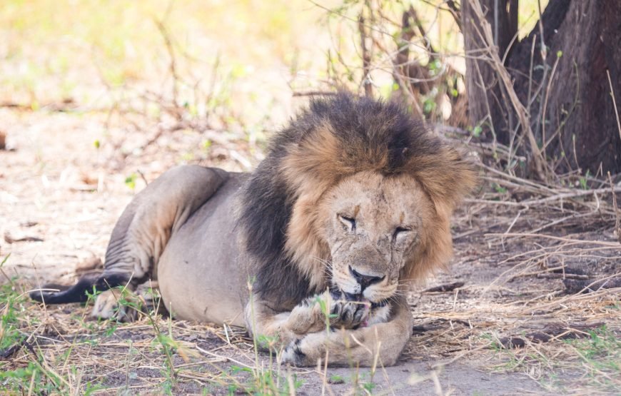 Tarangire National Park Day Trip