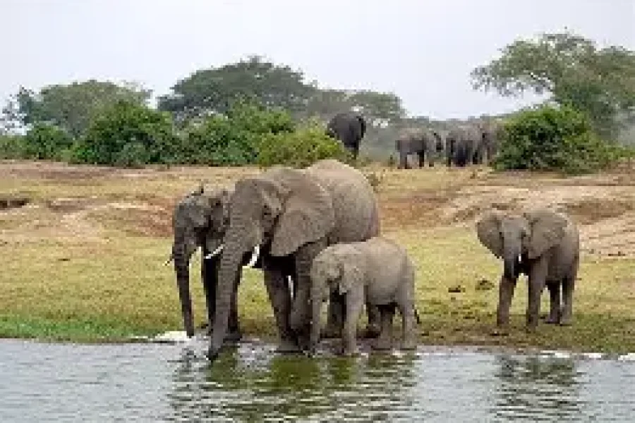 Queen Elizabeth & Lake Mburo Combination Safari (4 Days/3 Nights)
