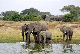 Day 2: Kazinga Channel Cruise & Return to Kampala