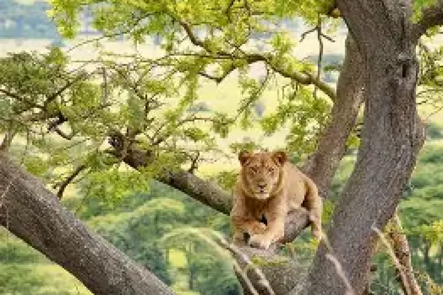 Queen Elizabeth National Park Safari (3 Days/2 Nights)