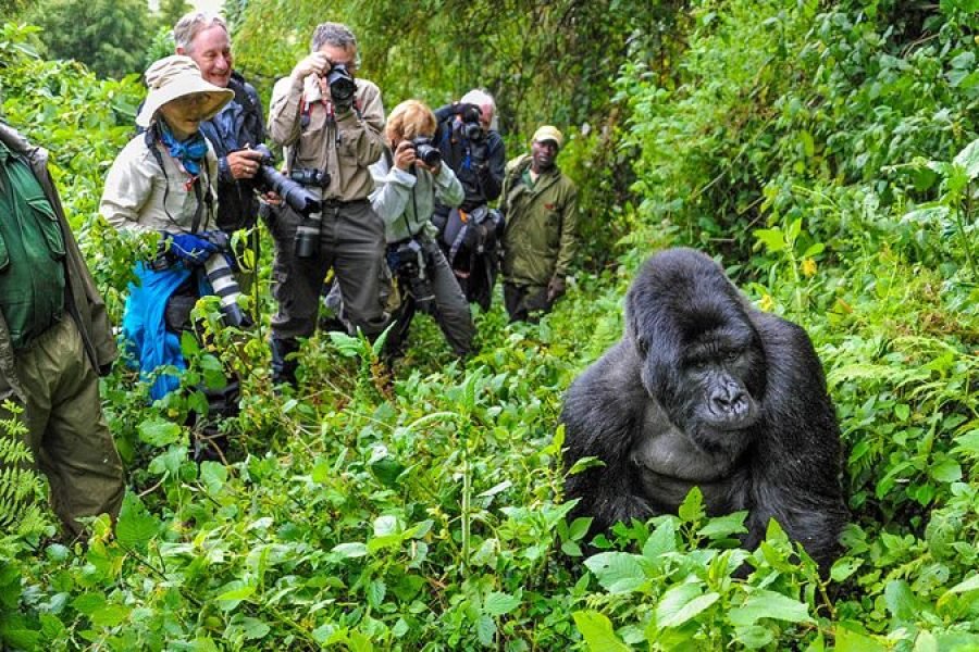 1-Day Gorilla Trekking Experience in Bwindi Impenetrable National Park