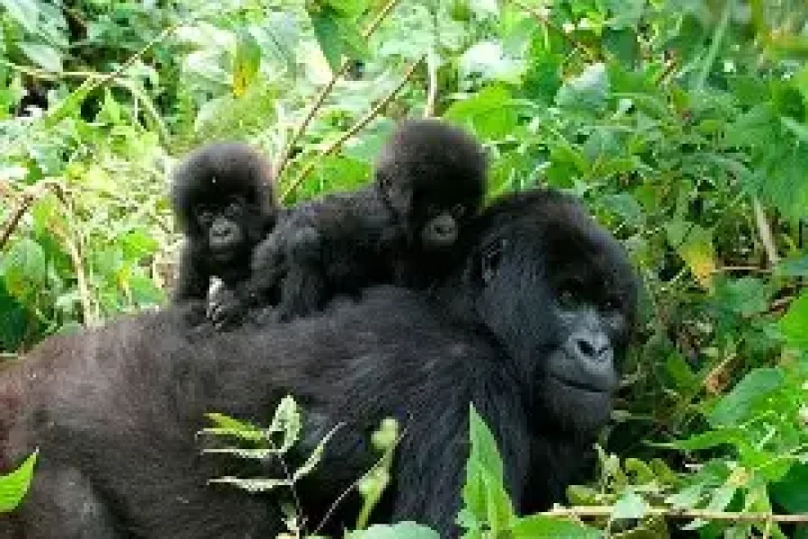 Bwindi Gorilla & Lake Mburo Safari (4 Days/3 Nights)