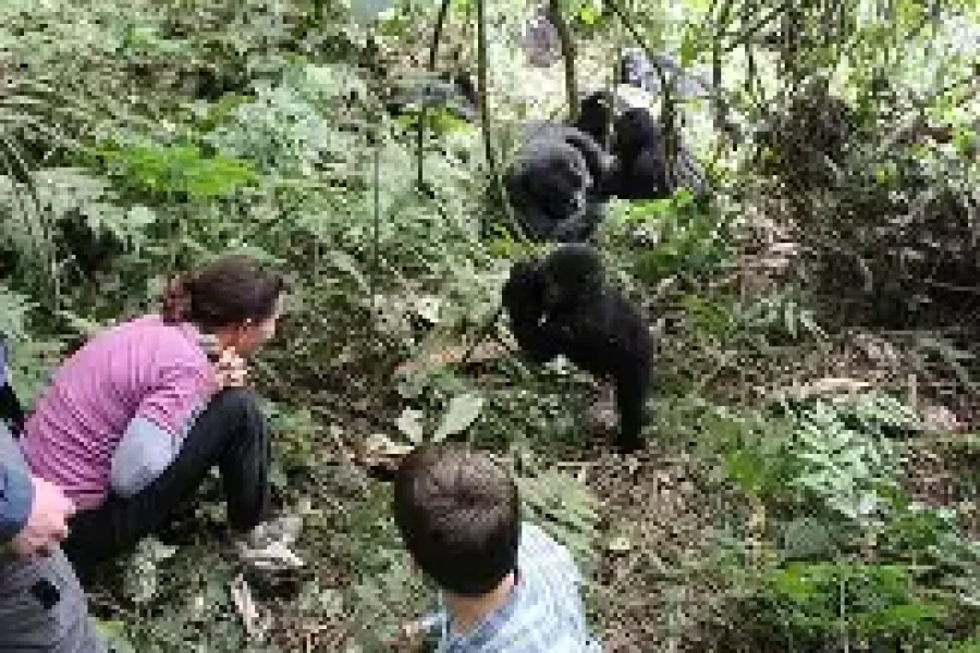 Bwindi Gorilla Express Safari (3 Days/2 Nights)