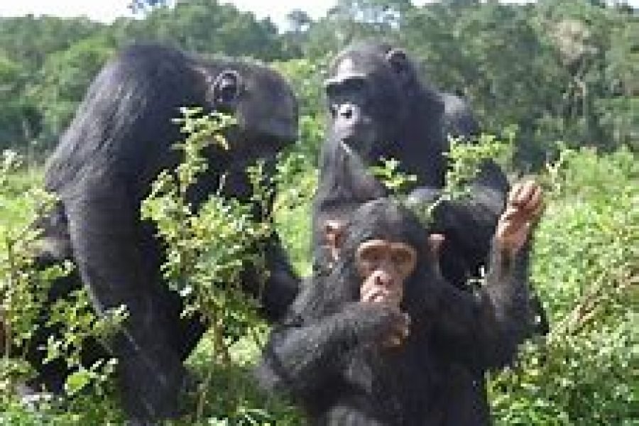 1-Day Chimpanzee Island – Ngamba Sanctuary Trip