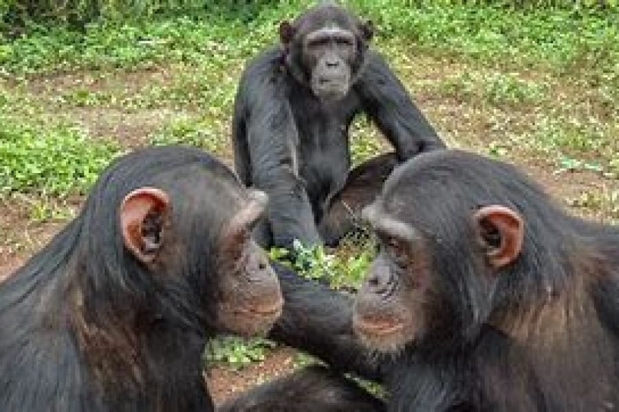 Overnight Kibale Forest National Park Safari (2 Days / 1 Night)