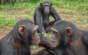 Day 3: Ngamba Island Chimpanzee Sanctuary and Return to Kampala