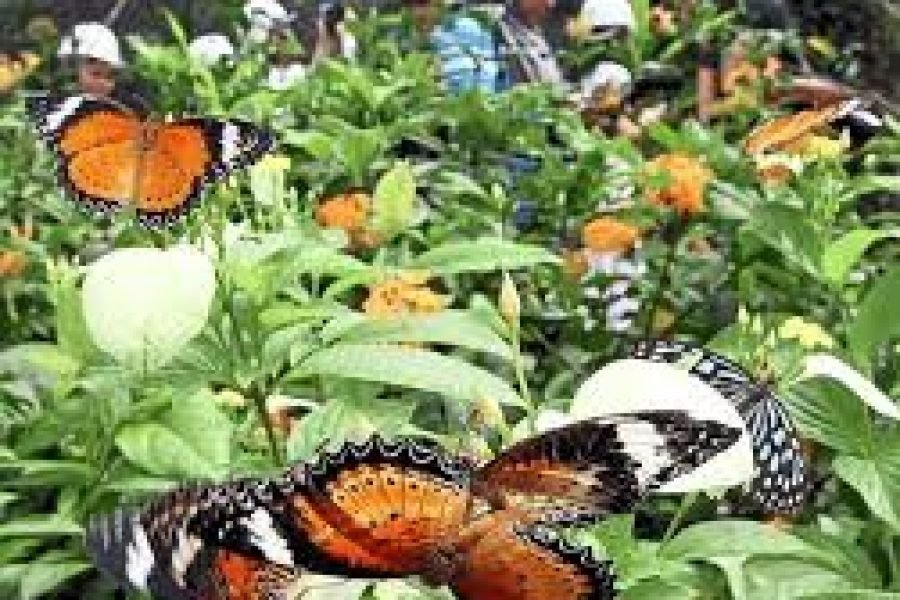 JOZANI FOREST & BUTTERFLY CENTRE TOUR | Endemic Wildlife and Conservation Experience
