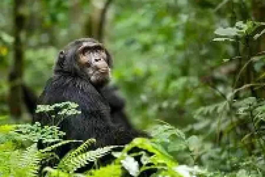 Kibale Forest & Crater Lakes Safari (3 Days/2 Nights)