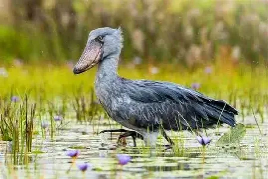 Half-Day Shoebill Watching Tour in Mabamba Wetland
