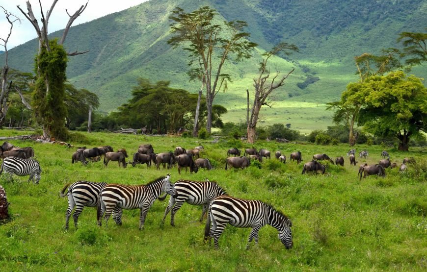 1 Night/2 Days Ngorongoro Crater Safari