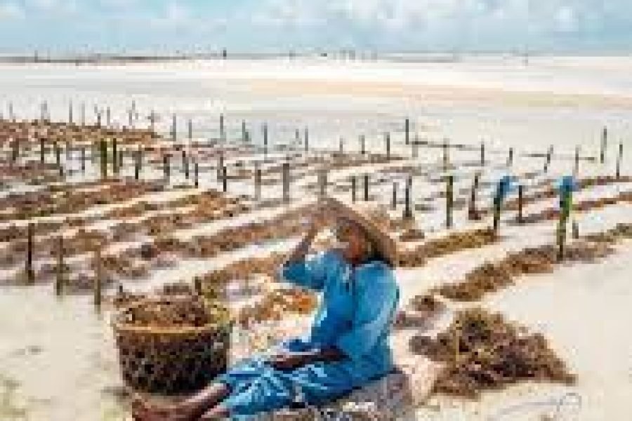 SEAWEED FARM TOUR | Women’s Empowerment & Sustainable Enterprise