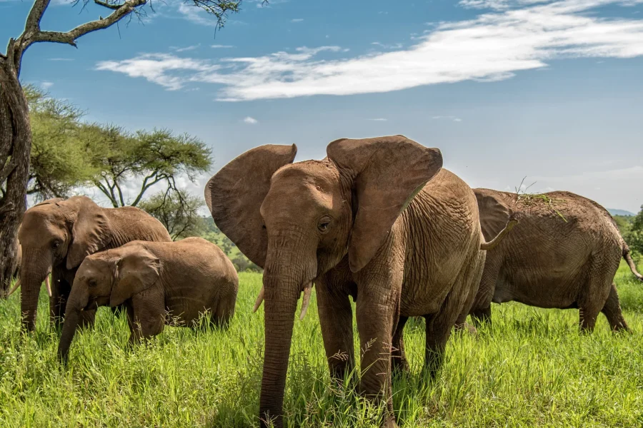 1 Night/2 Days Tarangire National Park Safari