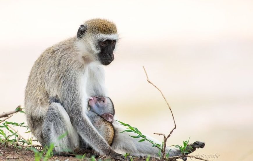 1 Night/2 Days Tarangire National Park Safari