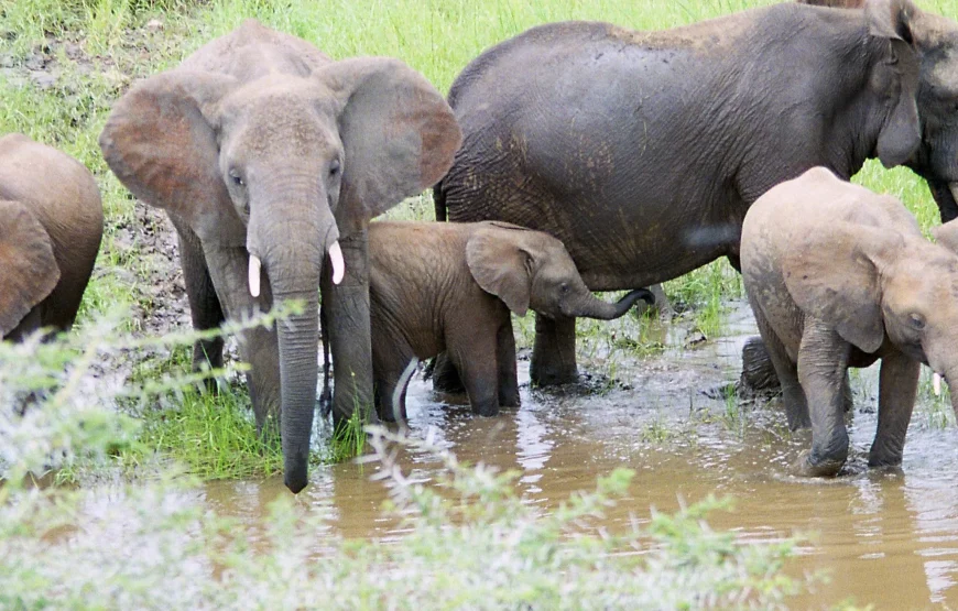 1 Night/2 Days Tarangire National Park Safari
