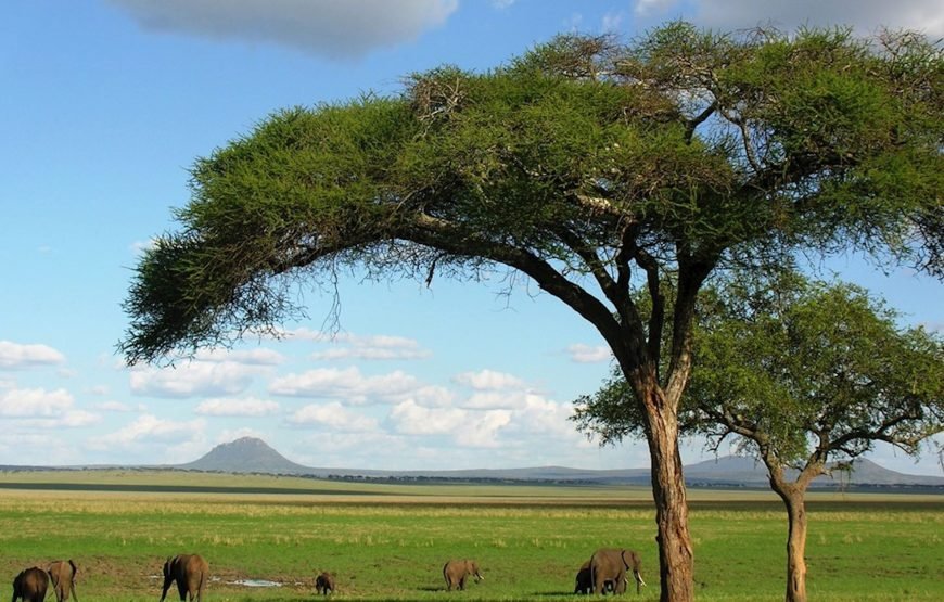 1 Night/2 Days Tarangire National Park Safari