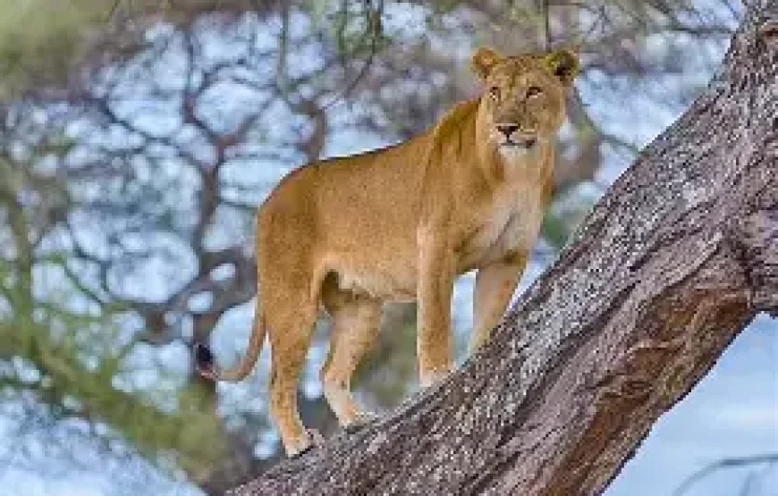 1 Night/2 Days Tarangire National Park Safari