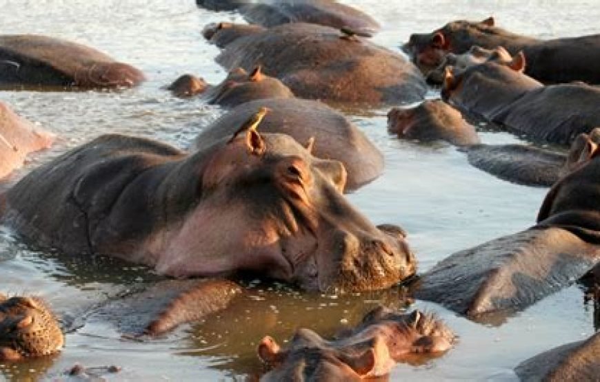 1 Night/2 Days Tarangire National Park Safari