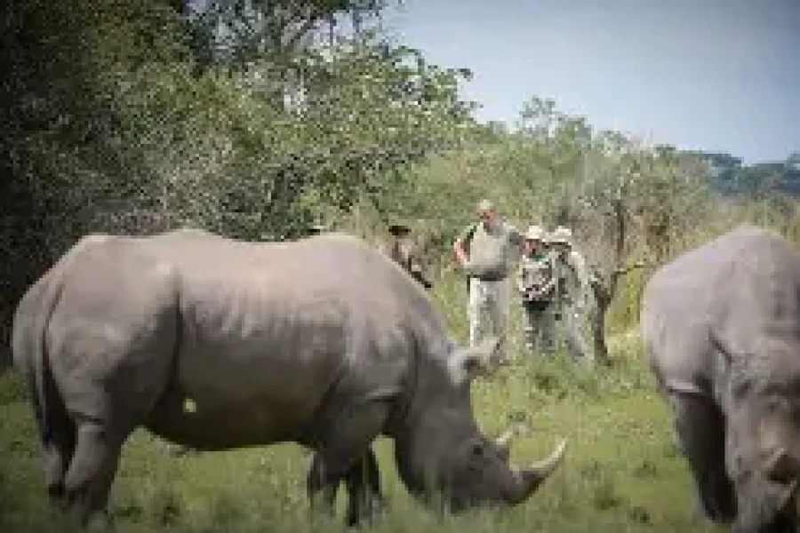 Murchison Falls & Ziwa Rhino Sanctuary Safari (4 Days/3 Nights)