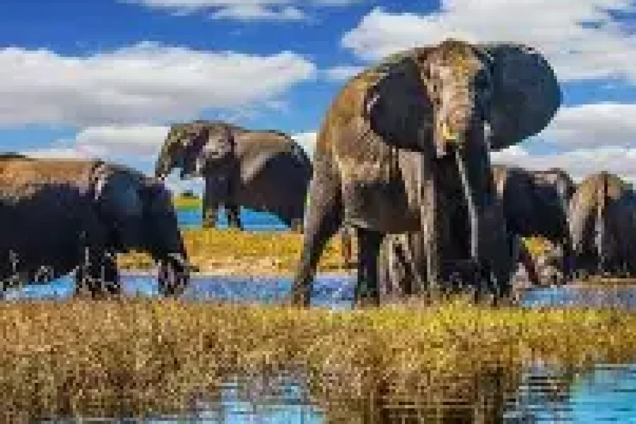 Chobe National Park Day Trip from Livingstone