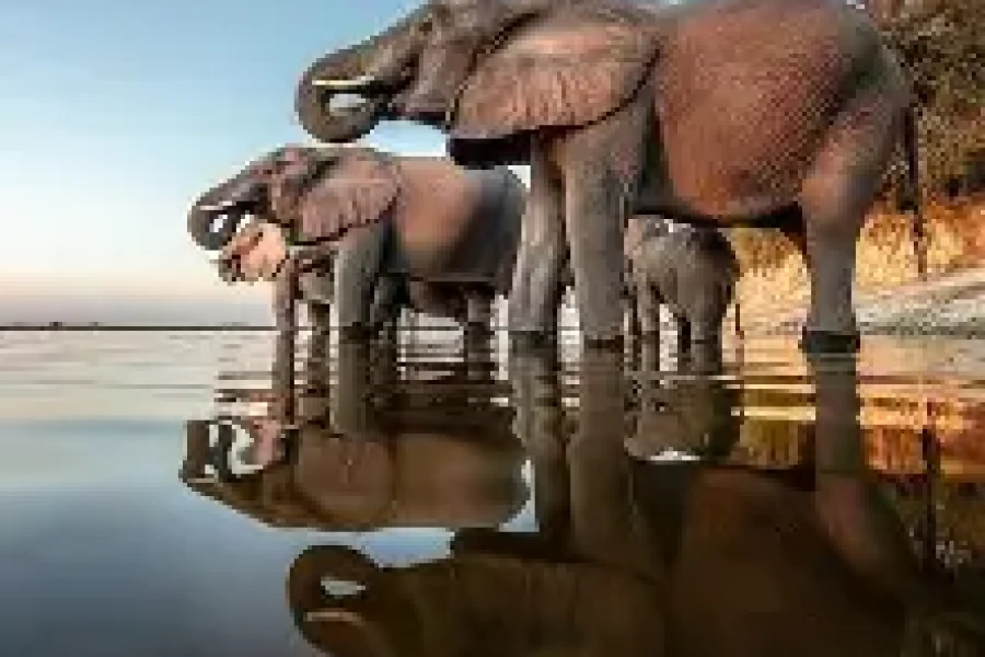 Chobe National Park Safari from Livingstone (2 Days/1 Night)